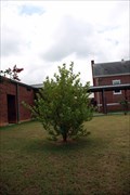 Image for Second Generation Sycamore - Hartwell Elementary School, Hartwell, GA