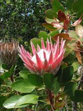 Image for Kirstenbosch National Botanical Garden - Cape Town, South Africa