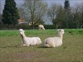 Image for Toft Alpacas - Toft Manor, Toft, Dunchurch, Warwickshire, UK