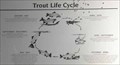 Image for Trout Life Cycle - Idaho