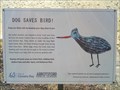 Image for Dog Saves Bird - Bar-tailed Godwit, Abbotsford, NSW, Australia