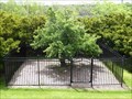 Image for Endicott Pear Tree - Danvers, MA