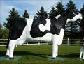 Image for Buttercup the Cow and Daisy the Calf, Sussex, New Brunswick