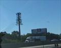 Image for Poorly Disguised Pine Tree, Milltown/South River, NJ
