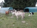 Image for Alpaca & Lamafarm in Waldsassen, BY, DE