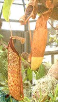 Image for Carnivorous Plant Display - Málaga, Spain [