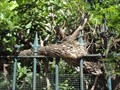 Image for Tree Eating Fence of Lutheran Church - Nice, France