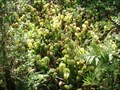 Image for Darlingtonia State Natural Site  -  Florence, OR
