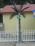 Image for Electric Palm Tree - Crawfordville, FL