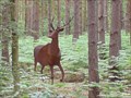 Image for Deer Illusion, Broxbourne Woods, Herts, UK