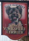 Image for Yorkshire Terrier - Stonegate, York, Yorkshire, UK.