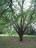 Image for Fort Worth Botanic Garden Champion Tree Trail - Fort Worth, Texas