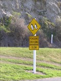 Image for Little Blue Penguins Crossing. Oamaru. New Zealand.