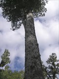 Image for Hinehopu's Tree. Rotorua District. New Zealand.