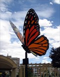 Image for Monarch Butterfly, Colorado Springs, CO