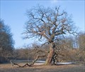 Image for Old Oak at Galgamácsa