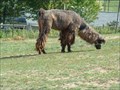 Image for Walnut Ridge Llama Farms - Greeneville, TN  