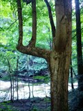 Image for Six Mile Creek Park - Elbow Tree - Harborcreek, PA