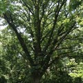 Image for Quercus Macrocarpa (Bur Oak) - Collenbrook Farm - Drexel Hill, PA