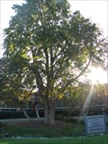 Image for Largest -- Ohio Buckeye Tree In The US - Oak Brook, IL