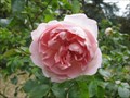 Image for Waddesdon Manor Rose Garden - Buckinghamshire, UK