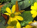 Image for Butterfly house at Turtle Bay - Redding