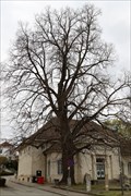 Image for Kriegslinde 1914 / War Lime tree 1914 - Eggenburg, Austria