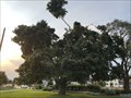 Image for Dunnville Waterfront Park Heritage Tree - Dunnville, ON