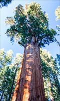 Image for General Sherman: World's Largest (not Tallest) Tree - Sequoia N.P., California, USA