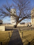Image for Survivor Tree - Oklahoma City, OK
