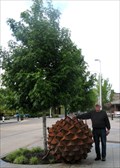 Image for Sweet Gum Pods, Kent, WA