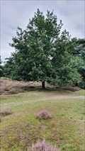 Image for Millennium tree 213 - Beegden, NL
