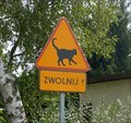 Image for Slow down! Cats! - Zieliniec - Poznan, Poland