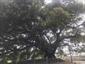 Image for Moreton Bay Fig Tree - Largest in U.S. -  Santa Barbara, CA