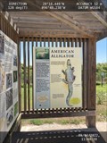 Image for American Alligator -- Aransas National Wildlife Refuge, Austwell TX USA