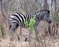 Image for Kruger National Park, Mpumalanga, South Africa