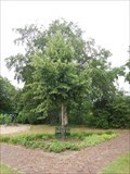 Image for Kroningsboom - Blaricum, the Netherlands