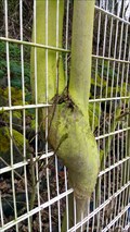 Image for Trees eat metal fence - Weißenthurm, Rhineland-Palatinate, Germany