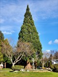 Image for Sequoiadendron giganteum at 1510 - 134A Street - Surrey, BC