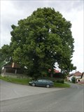 Image for Tree of the republic - Ovesná Lhota, Czech Republic