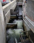 Image for Hiram M. Chittenden Memorial Locks Fish Ladder  -  Seattle, WA