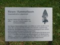 Image for Riesen-Marnmutbaum im Park von Schloss Drachenburg - Königswinter - NRW - Germany