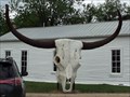 Image for Longhorn Steer Skull - Albany, TX