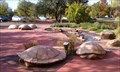 Image for Turtle Shells - Redding, CA