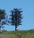 Image for Fir Tree - Fairfield, CA