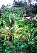 Image for The Heart of Bali - Indonesia