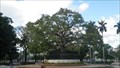 Image for Fraternity Tree - Havana, Cuba