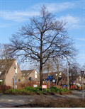 Image for Shoe Tree - Capelle aan den IJssel, NL