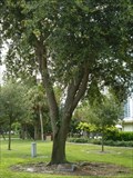 Image for Russian Centennial Tree - Demens Landing - St. Petersburg, FL