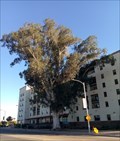 Image for Largest Tree in Tucson - Tucson, AZ
